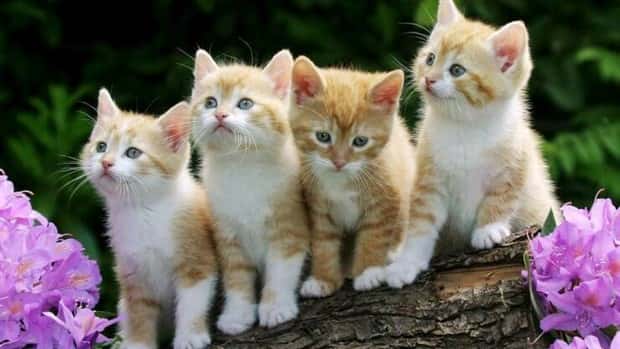 Klyker Picdump #1778 (43 photos)