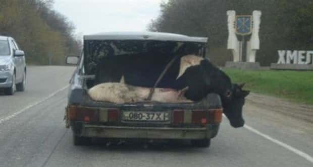 Overloaded Rides Ready to Explode (35 photos)