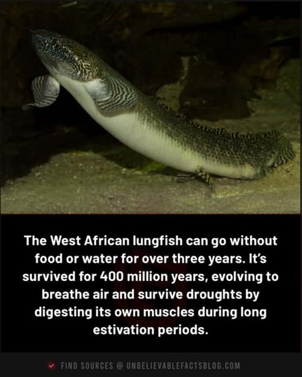 Cool and Interesting Facts #437 (21 photos)