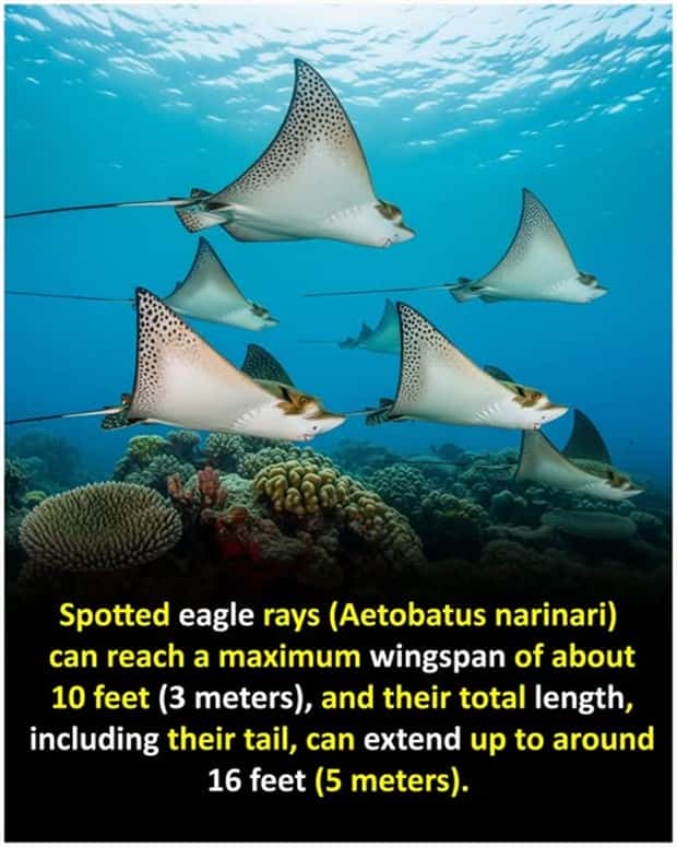 Cool and Interesting Facts #437 (21 photos)