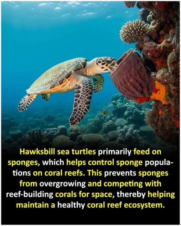 Cool and Interesting Facts #437 (21 photos)