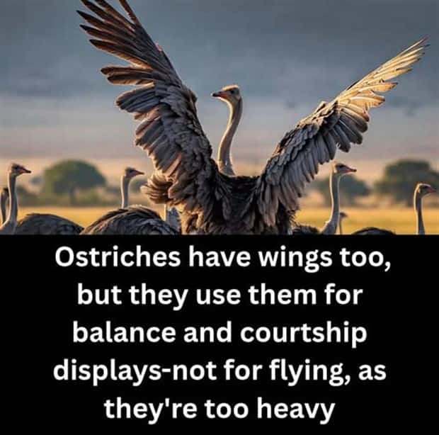 Cool and Interesting Facts #437 (21 photos)