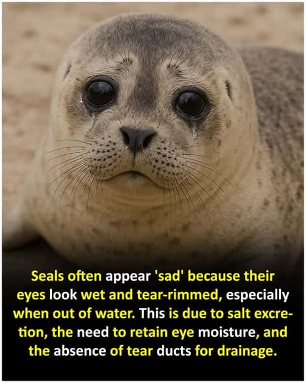 Cool and Interesting Facts #437 (21 photos)