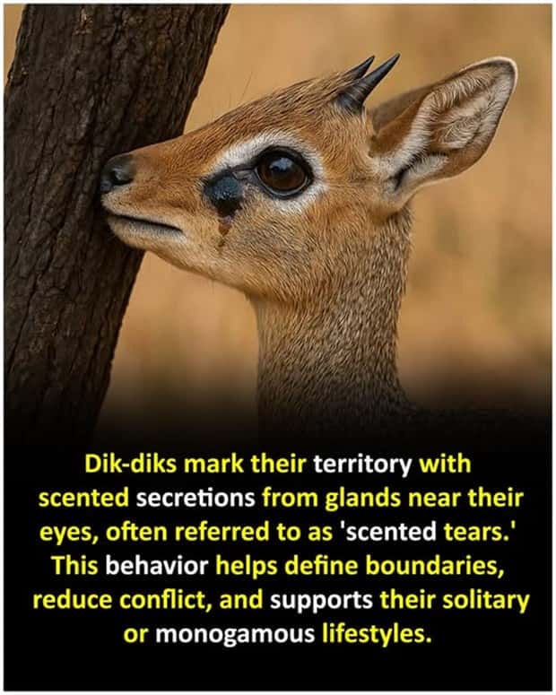 Cool and Interesting Facts #437 (21 photos)