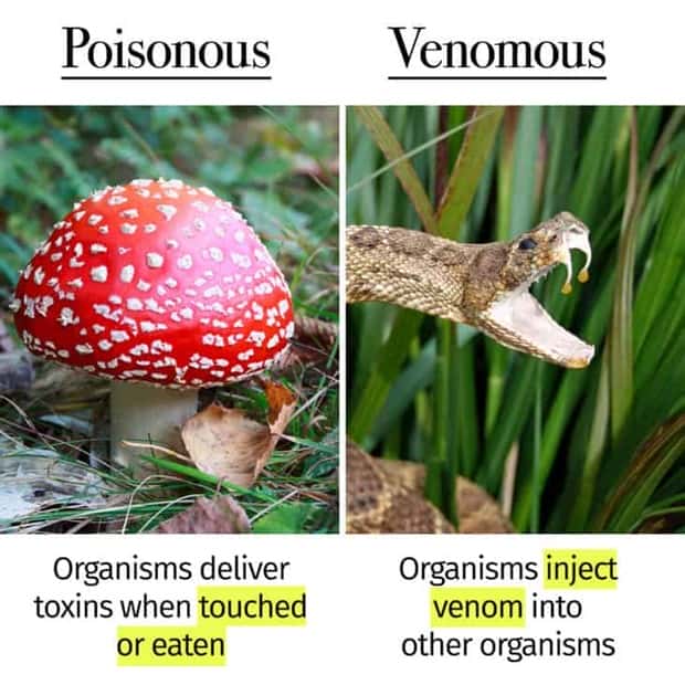 Things People Mix Up Constantly (39 photos)