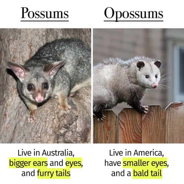 Things People Mix Up Constantly (39 photos)