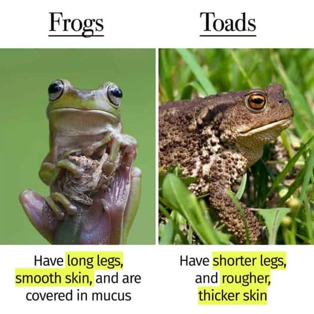 Things People Mix Up Constantly (39 photos)