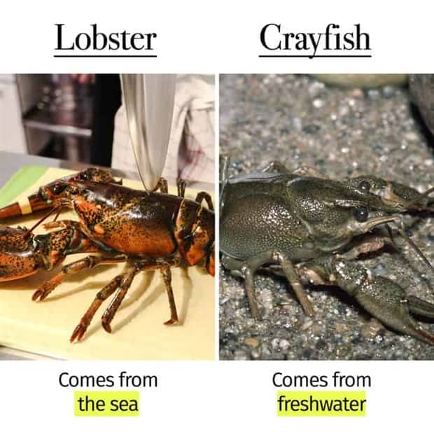Things People Mix Up Constantly (39 photos)