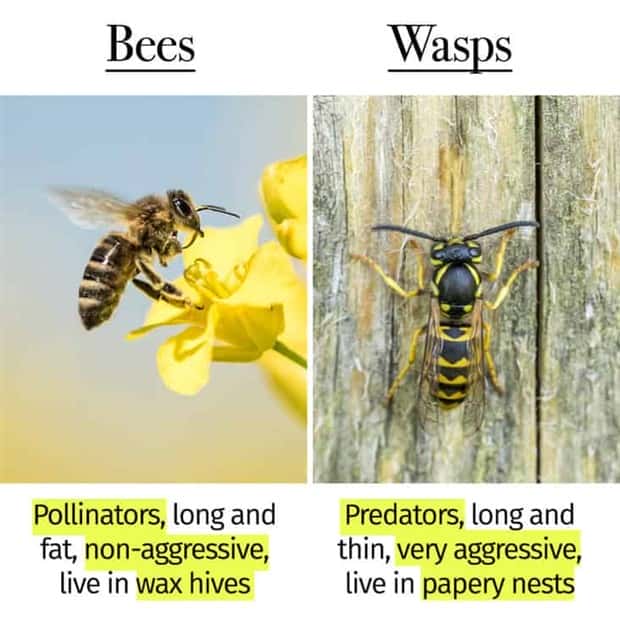 Things People Mix Up Constantly (39 photos)