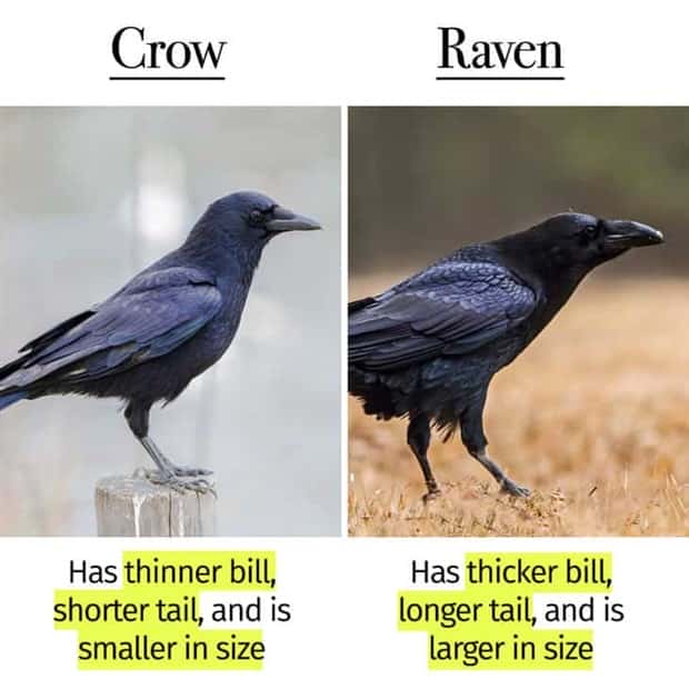 Things People Mix Up Constantly (39 photos)