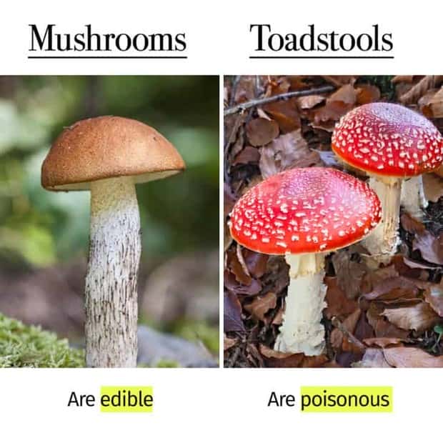 Things People Mix Up Constantly (39 photos)