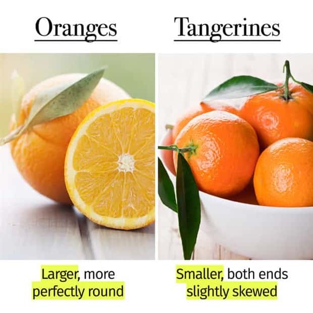 Things People Mix Up Constantly (39 photos)