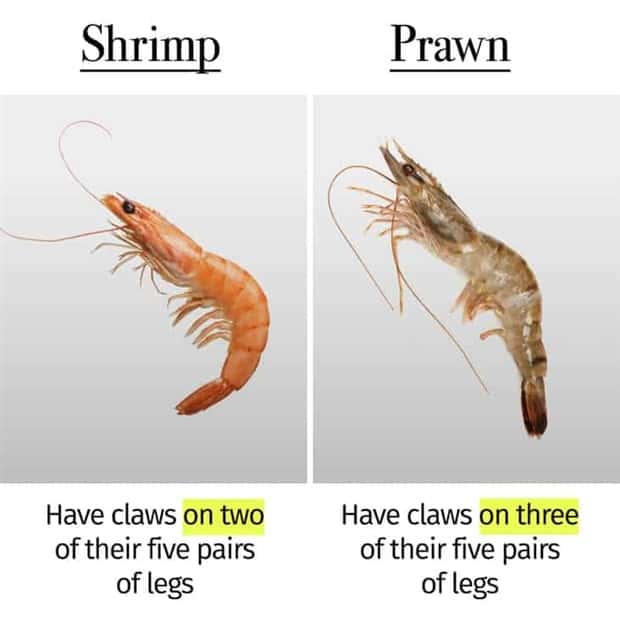 Things People Mix Up Constantly (39 photos)