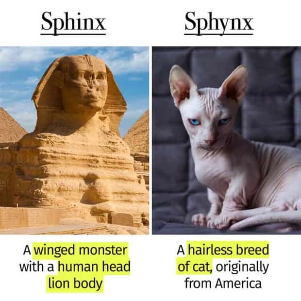 Things People Mix Up Constantly (39 photos)