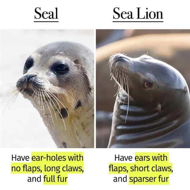 Things People Mix Up Constantly (39 photos)