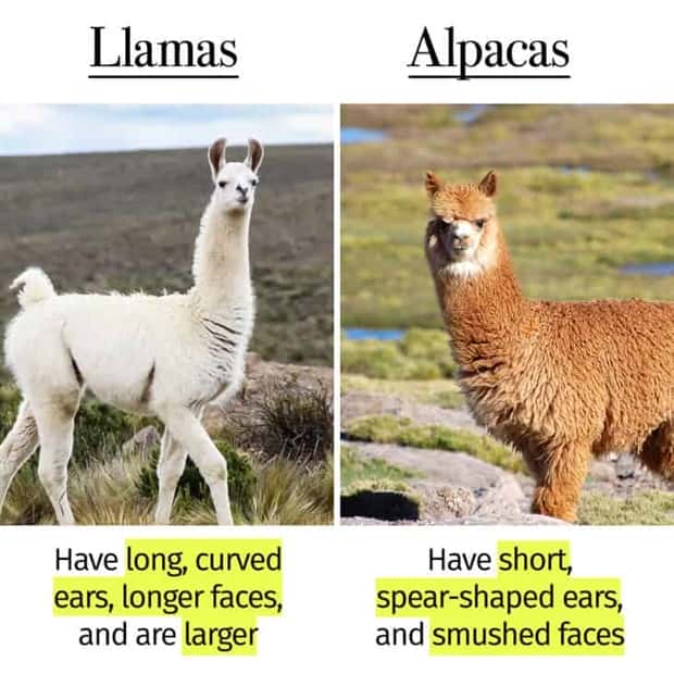 Things People Mix Up Constantly (39 photos)