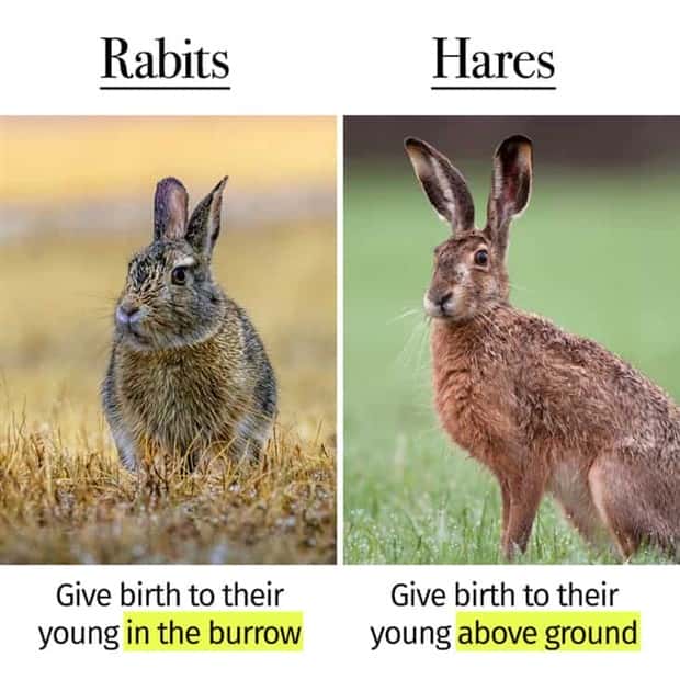 Things People Mix Up Constantly (39 photos)