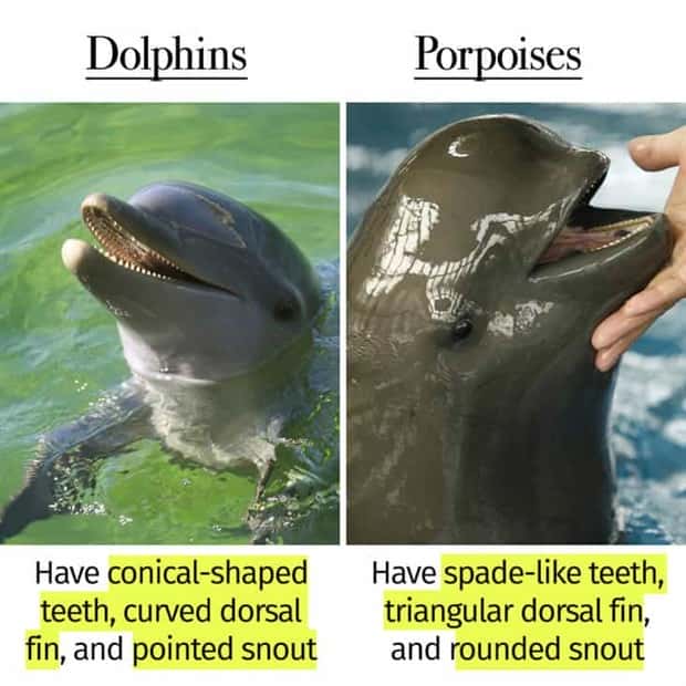 Things People Mix Up Constantly (39 photos)