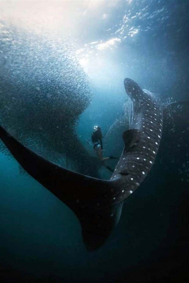 Awesome Pictures You Shouldn’t Miss #165 (23 photos)