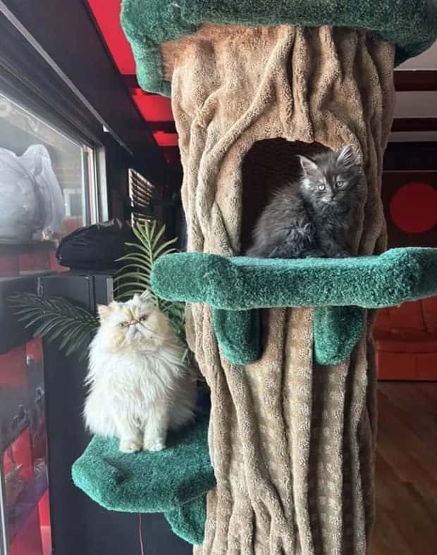 cat trees 23 These Cat Trees Beat Your Living Space (25 photos)