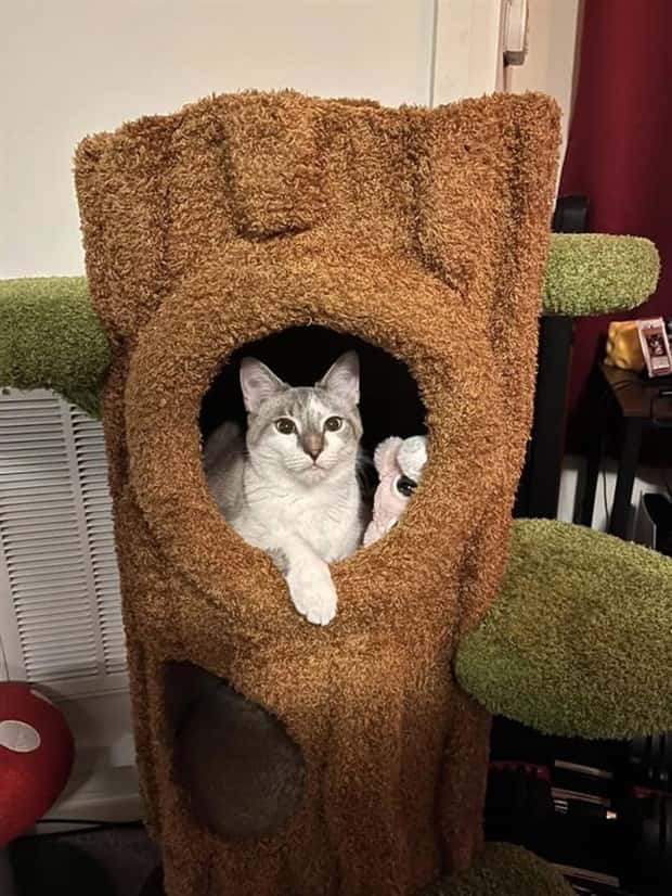 cat trees 25 These Cat Trees Beat Your Living Space (25 photos)