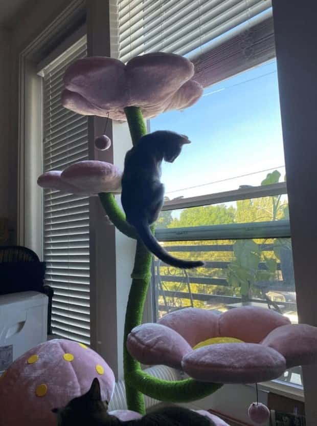 cat trees 8 These Cat Trees Beat Your Living Space (25 photos)