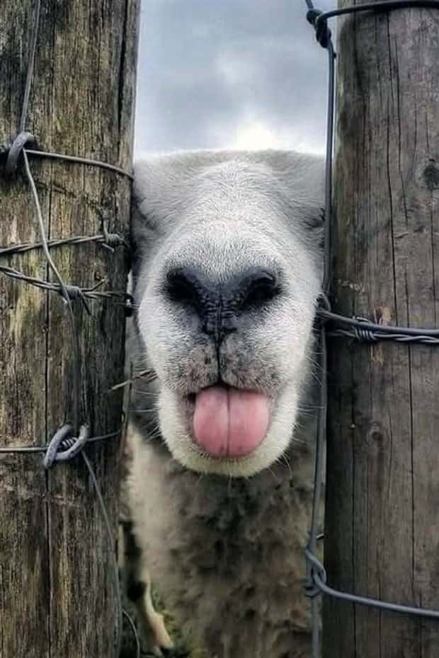 funny animals 1 1 Get Ready for Funny Animals #398 (23 photos)