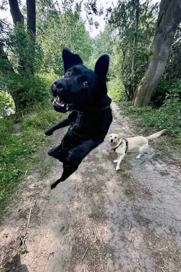 Get Ready for Funny Animals #400 (20 photos)