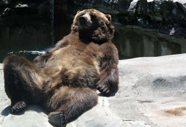 Get Ready for Funny Animals #397 (21 photos)