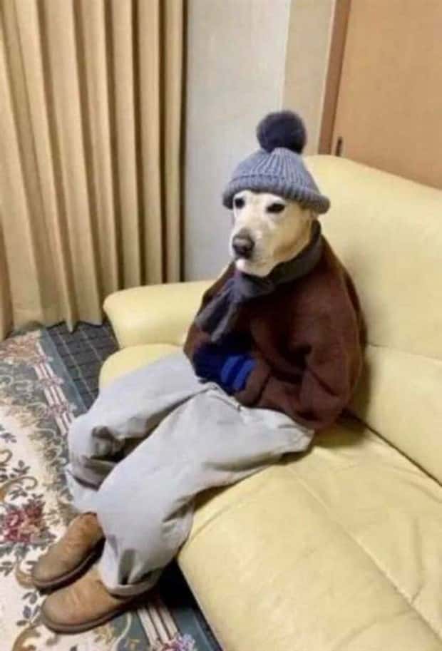 Get Ready for Funny Animals #397 (21 photos)