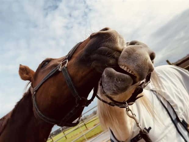 Get Ready for Funny Animals #397 (21 photos)