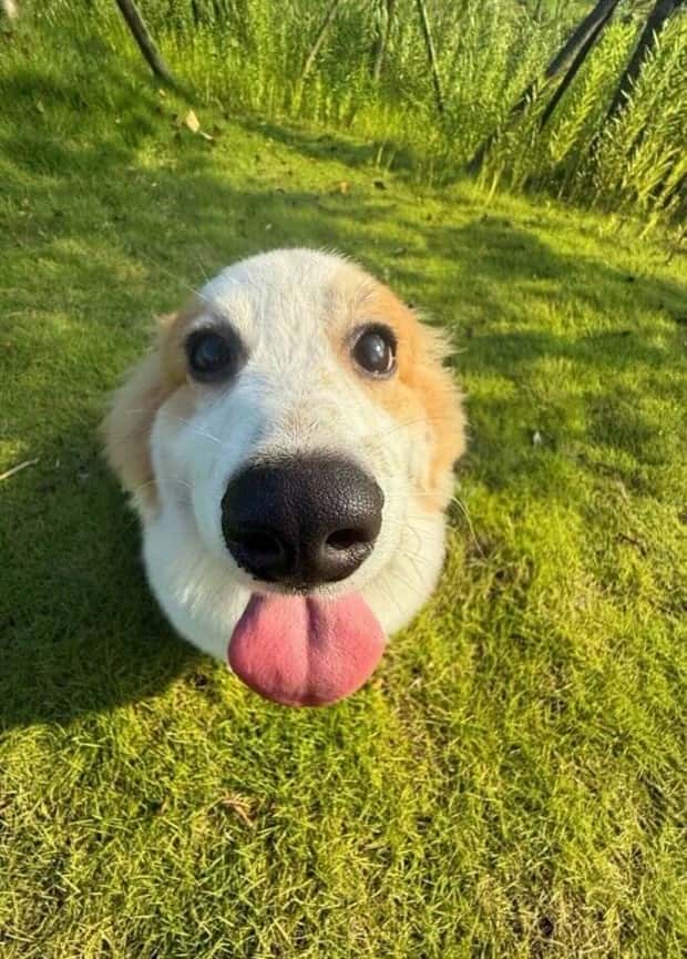 funny animals 16 1 Get Ready for Funny Animals #398 (23 photos)