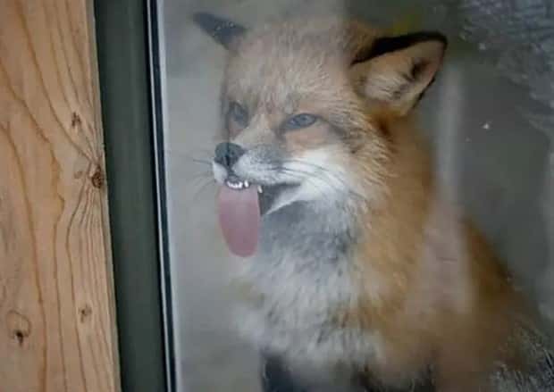 Get Ready for Funny Animals #400 (20 photos)