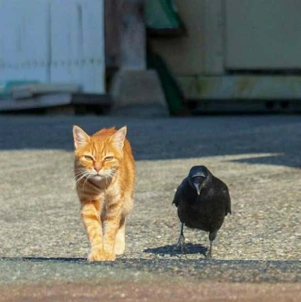 Get Ready for Funny Animals #397 (21 photos)