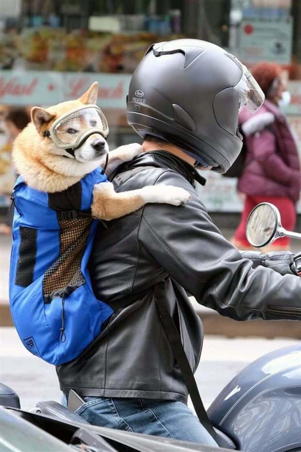 Get Ready for Funny Animals #397 (21 photos)