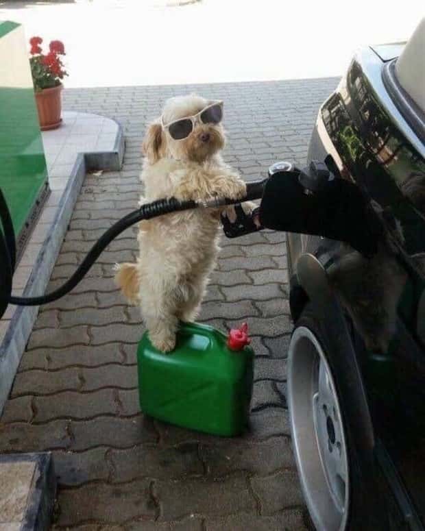 Get Ready for Funny Animals #397 (21 photos)