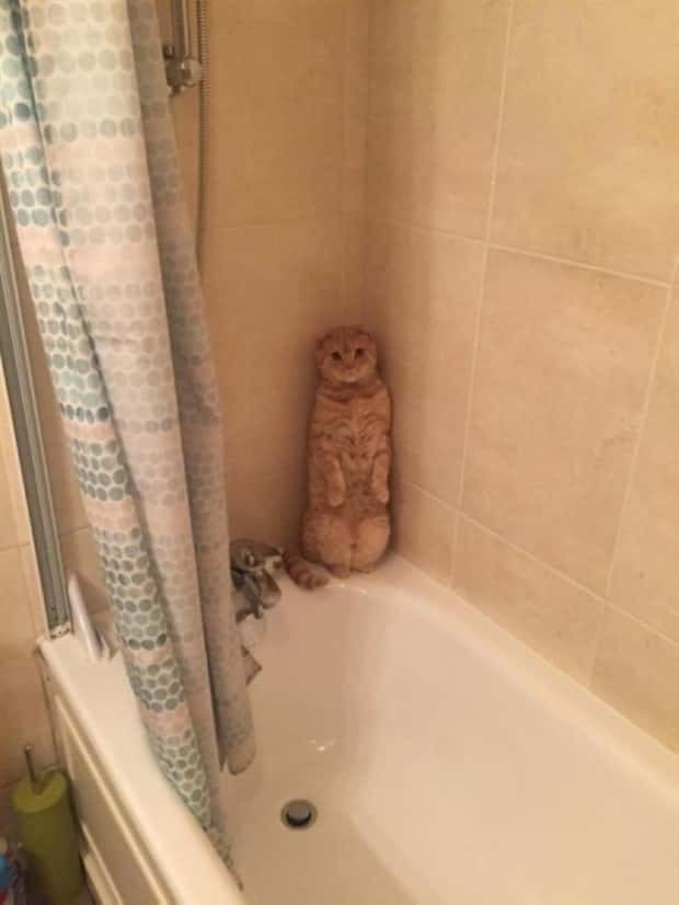 Get Ready for Funny Animals #397 (21 photos)