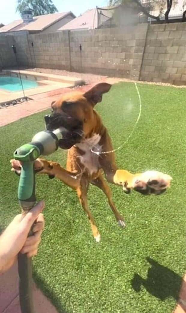 Get Ready for Funny Animals #397 (21 photos)