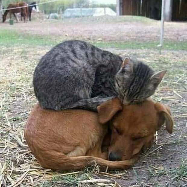 funny animals 23 Get Ready for Funny Animals #398 (23 photos)