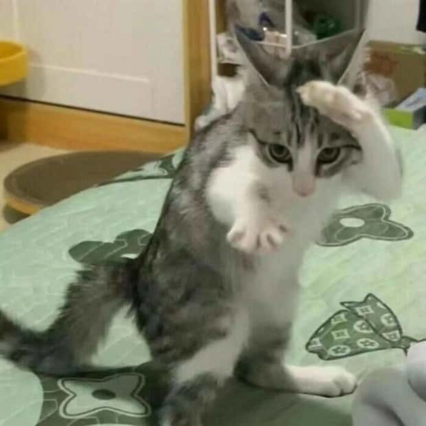 funny animals 24 Get Ready for Funny Animals #399 (24 photos)