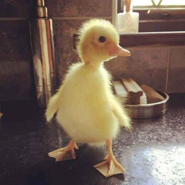 Get Ready for Funny Animals #397 (21 photos)