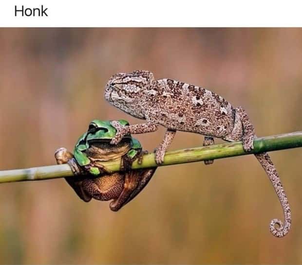 Get Ready for Funny Animals #397 (21 photos)