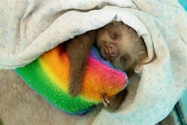 Get Ready for Funny Animals #397 (21 photos)