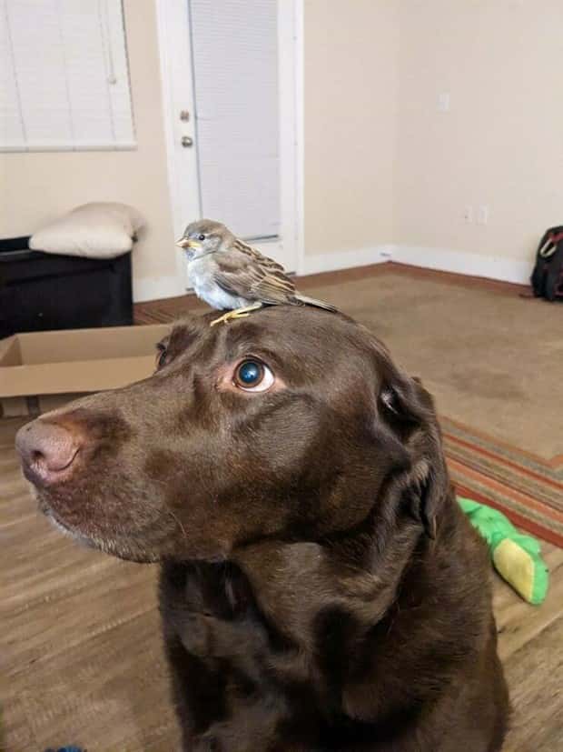 Get Ready for Funny Animals #397 (21 photos)