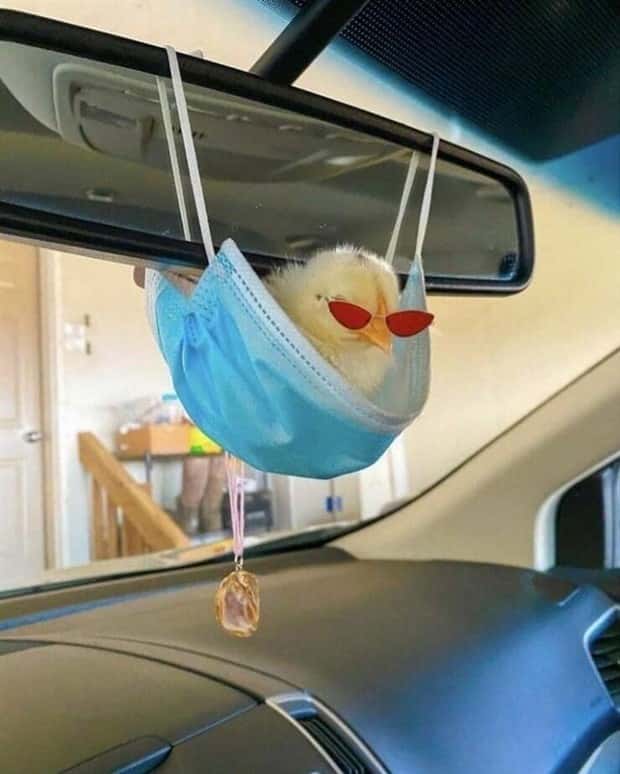 funny animals 9 1 Get Ready for Funny Animals #398 (23 photos)