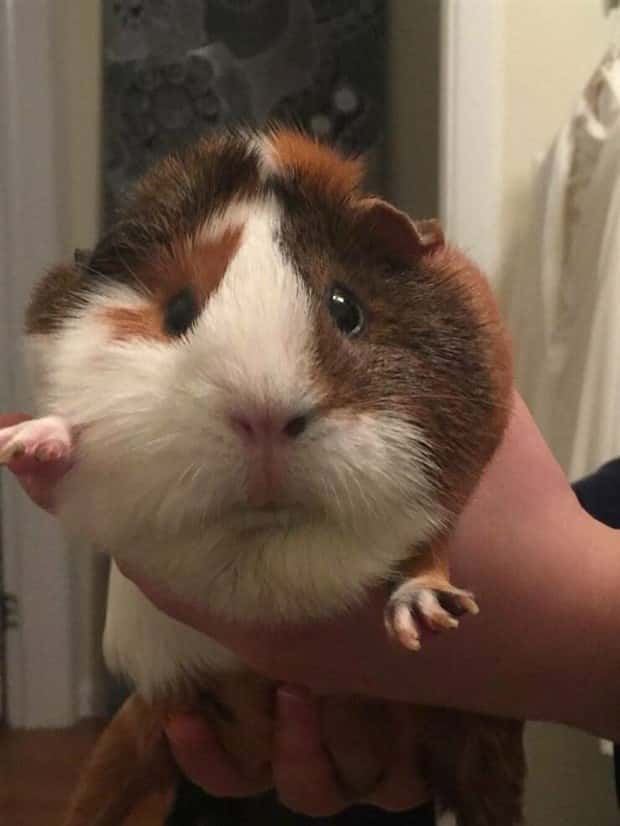 Get Ready for Funny Animals #397 (21 photos)