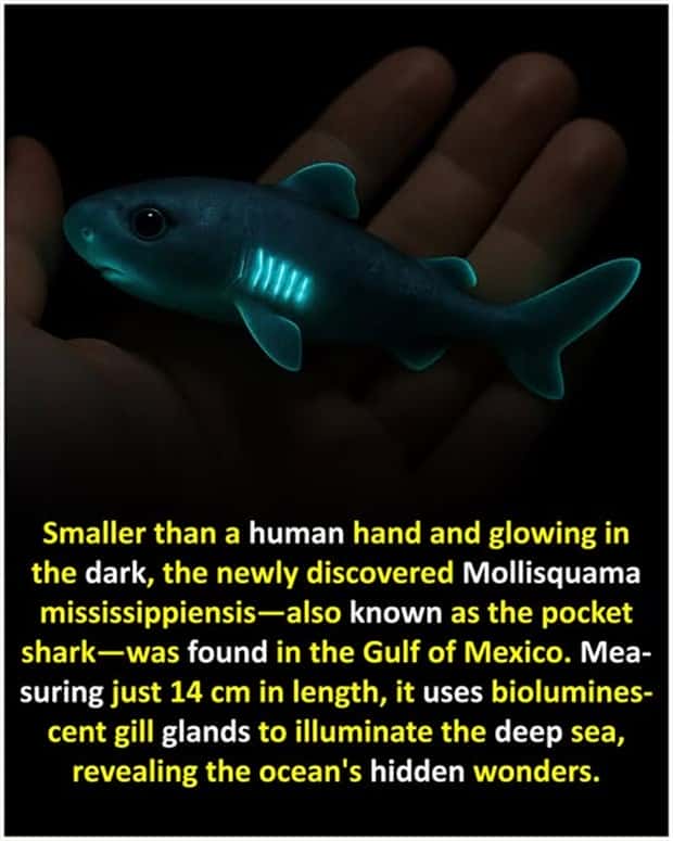 Cool and Interesting Facts #441 (20 photos)