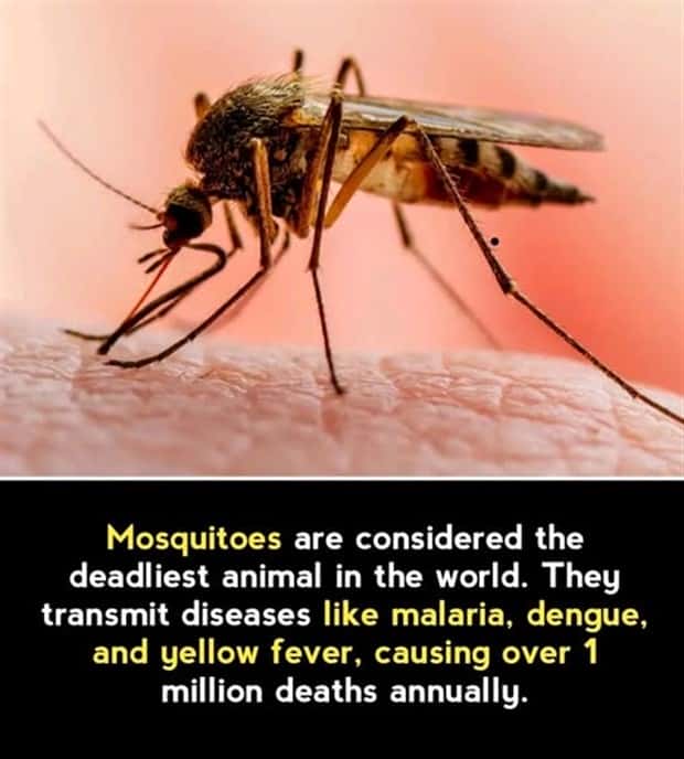 Cool and Interesting Facts #441 (20 photos)