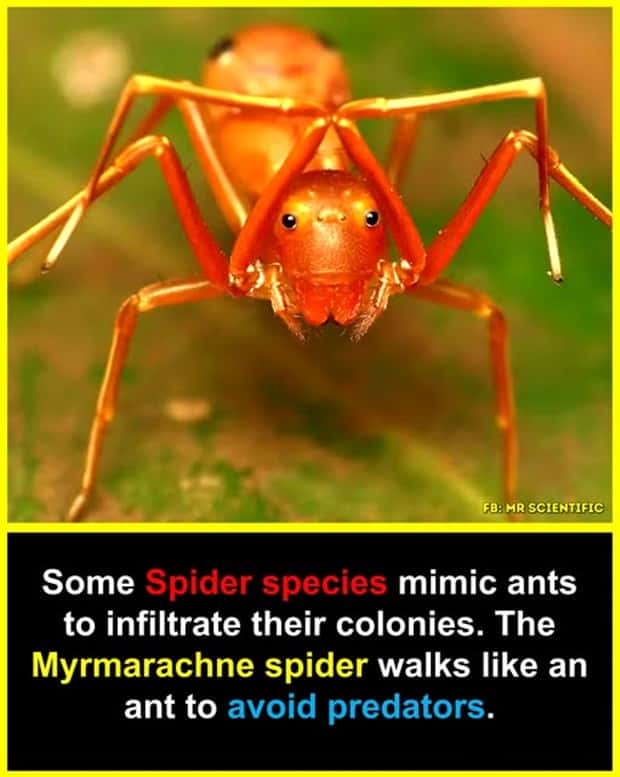 Cool and Interesting Facts #443 (24 photos)