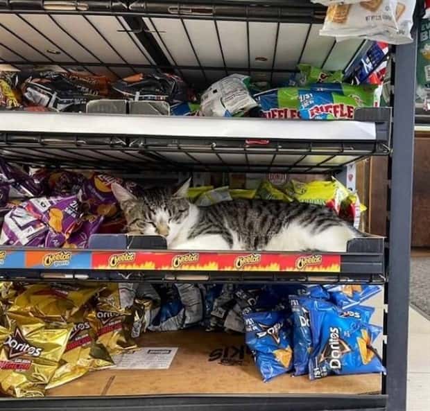 shop cats 1 Shop Cats Running the Whole Show (30 photos)